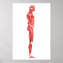 Zoek naar spierstelsel posters Sartorius