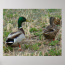 Recherche de canards sauvages posters Anas platyrhynchos