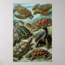 Recherche de biology posters Nature