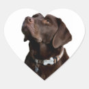 Recherche de labrador retriever noir autocollants Chiot