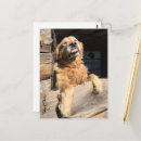 Recherche de humour golden retriever cartes postales Animal de compagnie
