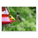 Recherche de colibri photographie Oiseau
