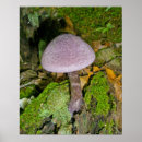 Recherche de champignons posters Mousse