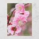 Recherche de pince cartes postales Fleur