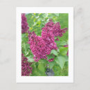 Recherche de lilas pourpre cartes postales Floral