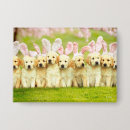 Recherche de lapin drôle badges Lapins