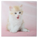 Recherche de chaton carreaux Image de couleur