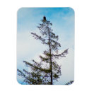 Recherche de aigle magnets Arbre