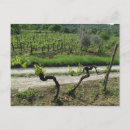 Recherche de chianti cartes postales Vignoble