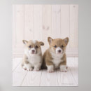 Recherche de gallois art Animal