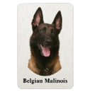 Recherche de malinois magnets Dog
