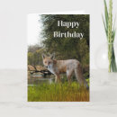 Recherche de renard anniversaire cartes Faune