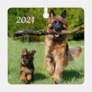 Recherche de german shepherd dog Puppies