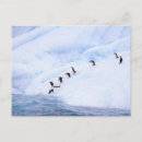 Recherche de péninsule antarctique cartes postales Glace