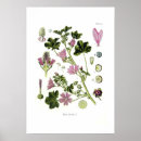 Zoek naar botanical illustration kunst Floral