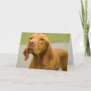 Zoek naar vizsla kaarten Schattig