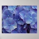 Recherche de hortensia Bigorneau