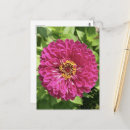 Recherche de zinnia cartes postales Jardin