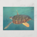 Zoek naar groene zeeschildpad posters Chelonia myches
