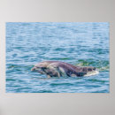 Recherche de dauphin posters Océan