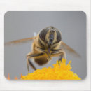 Recherche de voleur tapis souris Insecte