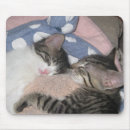 Recherche de caresse tapis souris Félin