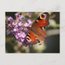 Recherche de buisson papillon cartes postales Rose