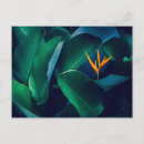 Recherche de oiseau de fleur de paradis cartes postales Nature