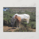 Recherche de poulain jument cartes postales Pâturage