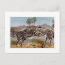 Recherche de aquarelle zèbre cartes postales Animal