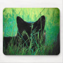 Recherche de chat panthère noire tapis souris Chats