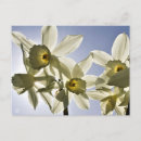 Recherche de narcisses cartes postales Floraison