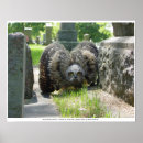 Zoek naar jonge uilen posters Vogels
