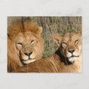 Recherche de lion femelle posters Lions