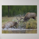 Recherche de yellowstone np Faune