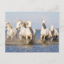 Recherche de saintes maries mer cartes postales Equus ferus caballus camarguensis