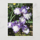 Recherche de iris cartes postales Plante