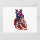 Recherche de organes internes cartes postales Muscle