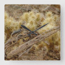 Zoek naar rode eekhoorn klokken Knaagdier