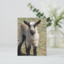 Recherche de chèvre bébé cartes postales Mignon