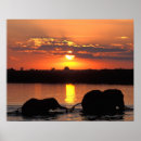 Recherche de herde posters Animal