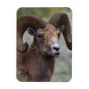 Recherche de mouflon magnets Ovis canadensis
