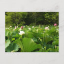 Recherche de fleur lotus cartes postales Rose