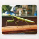 Recherche de prédateurs tapis souris Insecte