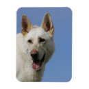 Recherche de berger blanc magnets Alsacien