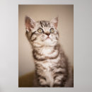 Zoek naar binnenlandse kat posters Tabby