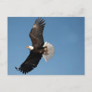 Recherche de envergure cartes postales Vol