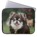 Zoek naar chihuahua hoesjes Lange haren