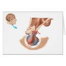 Recherche de système endocrinien Illustration