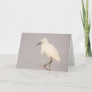 Recherche de furets vœux cartes Oiseaux